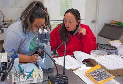 Service interns looking at fish stomach sample contents under a microscope in a lab.