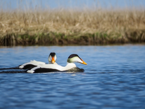 Male common eiders in the water at Yukon Delta National Wildlife Refuge in Alaska