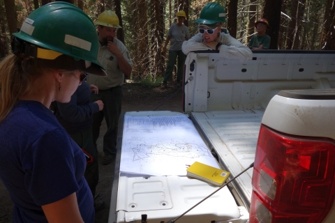 Forest Service and USFWS biologists wearing hardhats look at a map in the bed of a truck parked in a forest