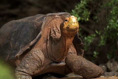 a Hood Island Giant Tortoise faces the camera