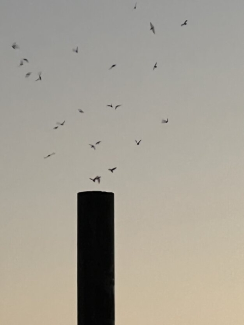 chimney swifts flying into a chimney