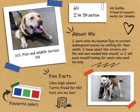 a graphic with two photos of a dog, one lying down with his tongue sticking out on the top left, another on the bottom right where he is standing. Text reads: Hi! I’m Braxton, K9 Sniffer Friend of puppers Works for Chimkin, About Me I work with my hooman Ray to protect endangered species by sniffing for their smells. I know what the streets are like and once needed help myself, so I will push myself looking for smols who need my help. Fun FactsFun Facts Likes high places! Turtle friend for life! Pats fav.