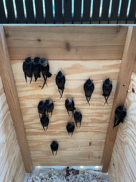 14 chimney swifts hang on the inside of a nest box