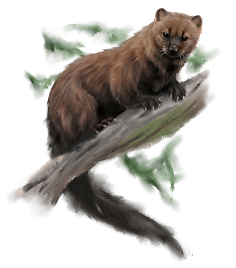 an illustration of a southern sierra nevada fisher with its brown, furry coat and tiny, bear-like ears, sits on a tree branch, claws exposed staring at the viewer. 