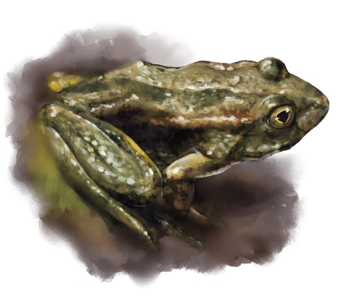 an illustration of a foothill yellow-legged frog on a rock. The view is from above, so the viewer sees the back and right side of the frog. Its gold eyes look ahead