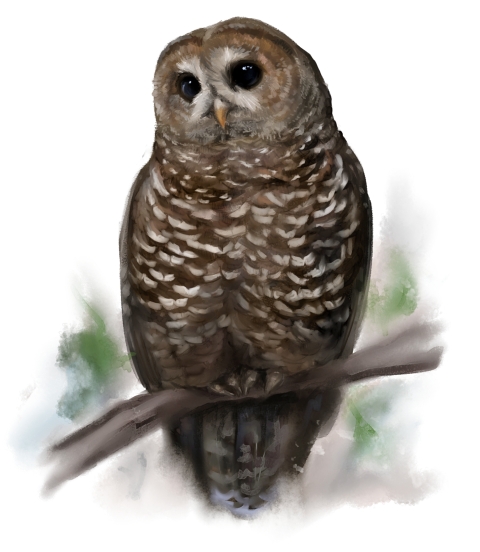 An illustration of a california spotted owl with brown feathers and big black eyes and a yellow beak sits on a branch