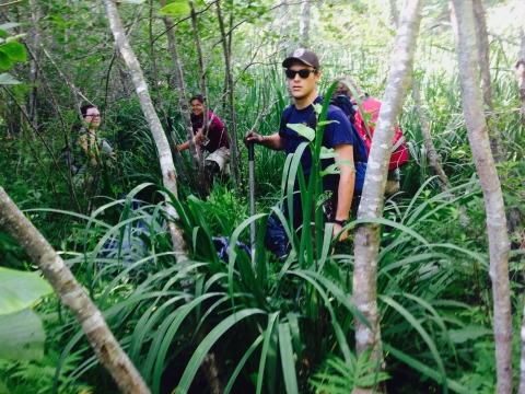 Interns and volunteers identifying and removing invasive plants in a forest