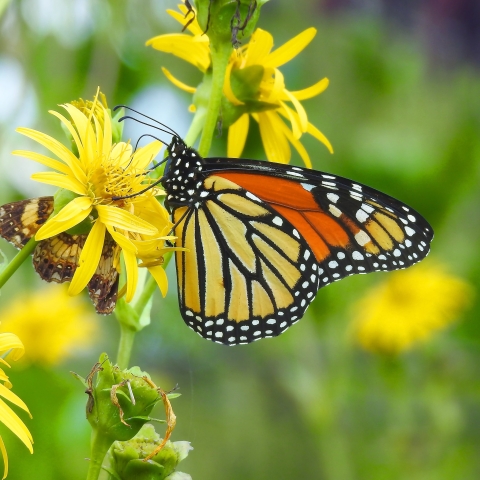 LCFWCO - Monarch Butterfly