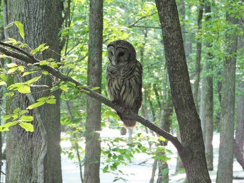 Barred owl perched in a tree on a diagonal branch in a cypress swamp and staring at the water below. In the background trunks emerge from the water and have green leaves.