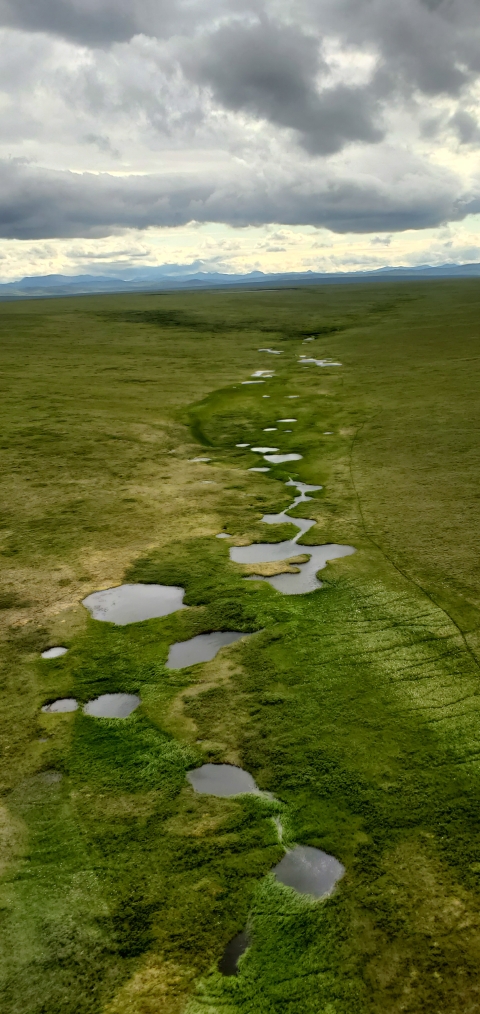 Beaded streams are a common feature on the North Slope. They consist of circular pools of water that are connected by narrow channels of flowing water. Near the confluence of Amo Creek and the Colville River, National Petroleum Reserve, North Slope, Alaska. July 30, 2021. 