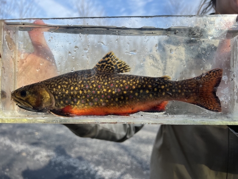 Image of brook trout in viewing tank.