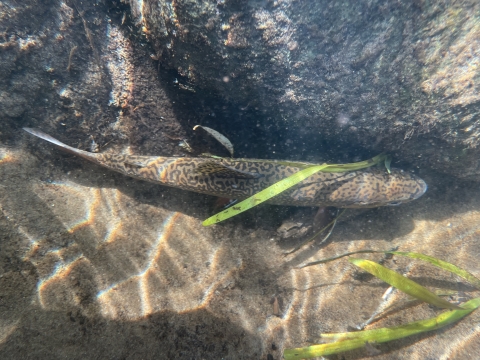 Image of brook trout with rocks.