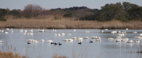 tundra swans and ducks on the water with wetland vegetation and trees in the background