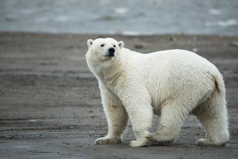 a white bear on a sandy beach with water in the background.