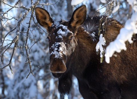 A cow moose with snow on its face stands beneath low hanging tree boughs in a snowy forest.