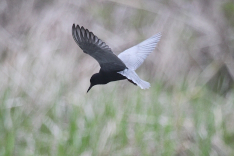 black tern hovering at Missisquoi NWR
