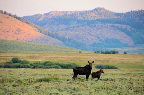 Cow and calf moose on Arapaho National Wildlife Refuge