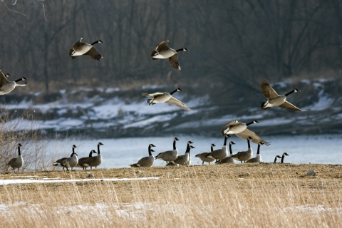 Canada geese along river edge