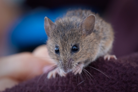 Close up of a small mouse