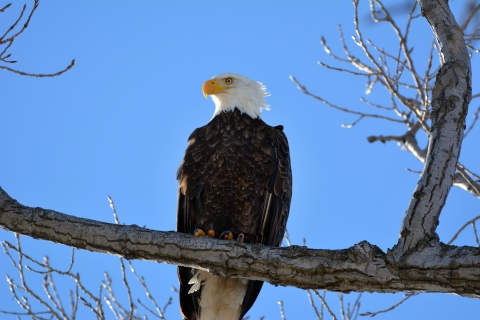 Bald eagles perched in a tree
