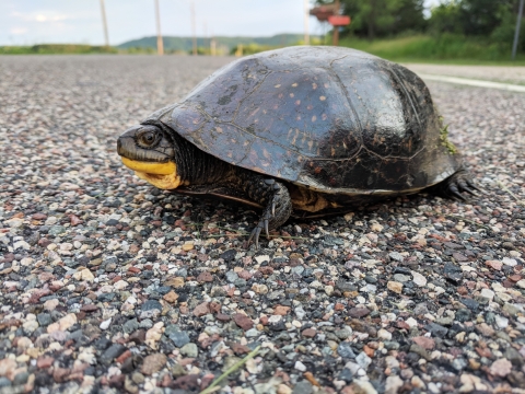 Blanding's turtle crossing a road