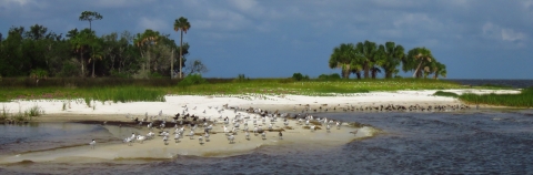 Dozens of shorebirds wading in a coastal area with white sand, green vegetation onshore 