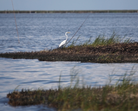 Great egret stands at marsh edge among grass stained with crude oil.