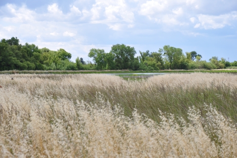 Tall grasses-- green at bottom and light tan on top-- grow in a seasonal wetland 