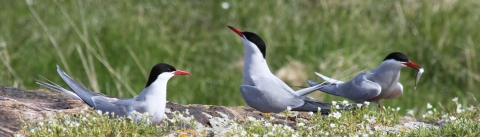 Arctic and Common Tern courtship dance