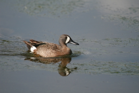 Drake blue-winged teal swimming on the water