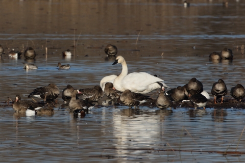 A wetland with mixed ducks, geese, and a tundra swan.