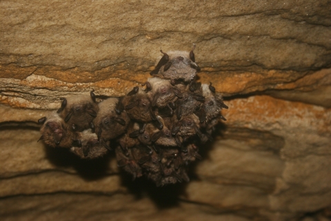 a group of little brown bats clinging to the roof of a cave