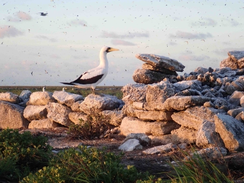 A masked booby stands on a pile of rocks on Howland. The suns glow shines upon it, giving a golden tint to it. 