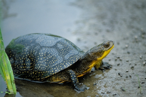 gray domed turtle with yellow spots and yellow chin