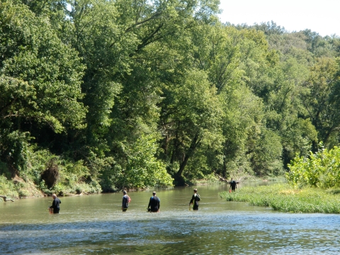 Biologists sampling mussels on the Duck River