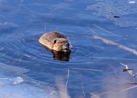 North American Beaver in the water