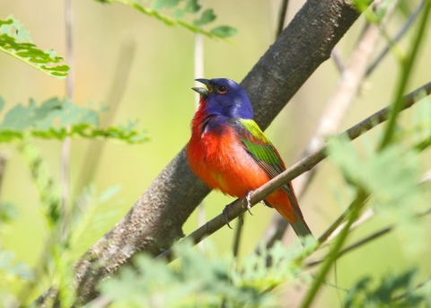 Painted bunting perched on branch and singing