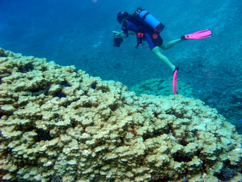 A diver explores the reefs of Rose Atoll. They have pink fins on with a blue scuba tank. They are holding a camera. The reef is beige and jagged. 
