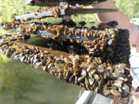 Zebra mussels on a plate sampler