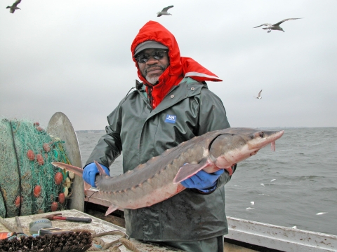 Biologist holds live Atlantic sturgeon