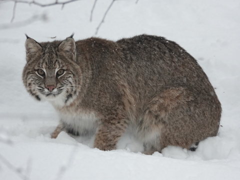 Bobcat crouching in snow
