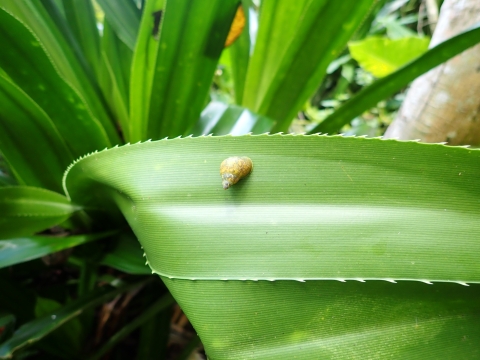 Snail on leaf, Commonwealth of the Northern Mariana Islands