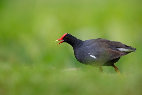 A small, round black bird with a red beak and crown walking through grass. The bird is calling out.