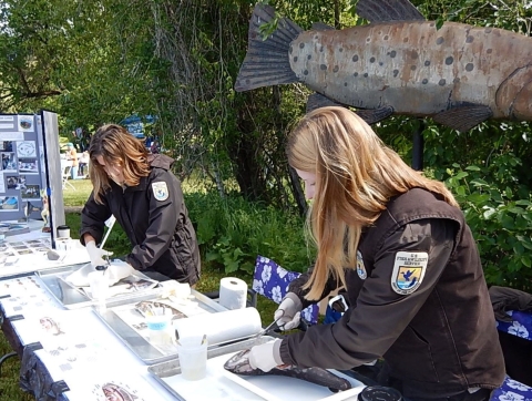 Two fish Health Biologists dissecting fish at a fishing derby
