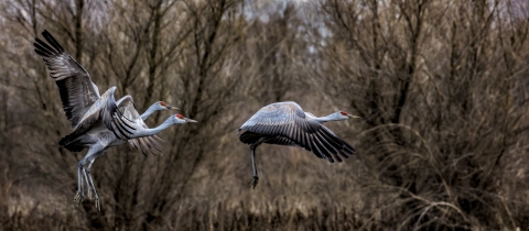 Three gray birds fly through dark woodland to land.