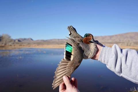 Greenwing Teal being held with wing displayed at Pahranagat NWR