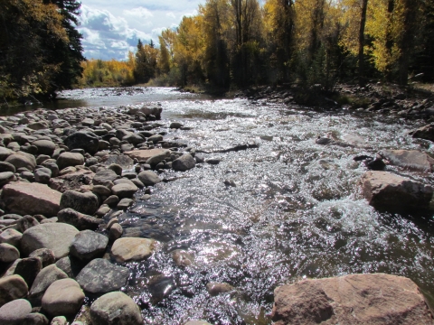 A river flows over rocks. Trees with yellow leaves line the banks. 