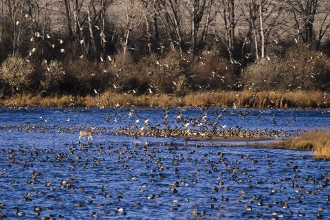 mixed flock of ducks taking off from a wetland as a deer walks through