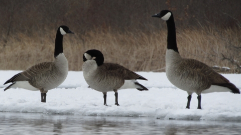 Canada Goose Trio in Winter, Morris Wetland Management District
