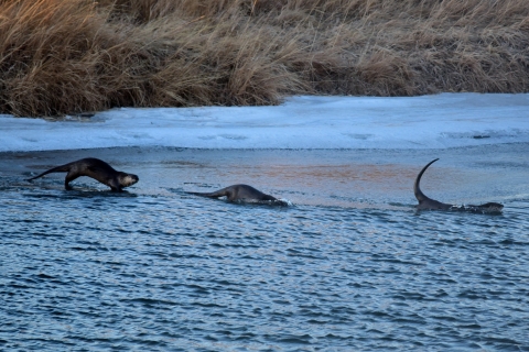 Three river otters frolic along the riverbank